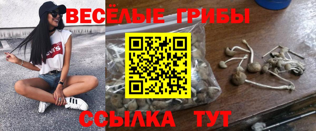 Псилоцибиновые грибы Psilocybine cubensis  Коряжма 